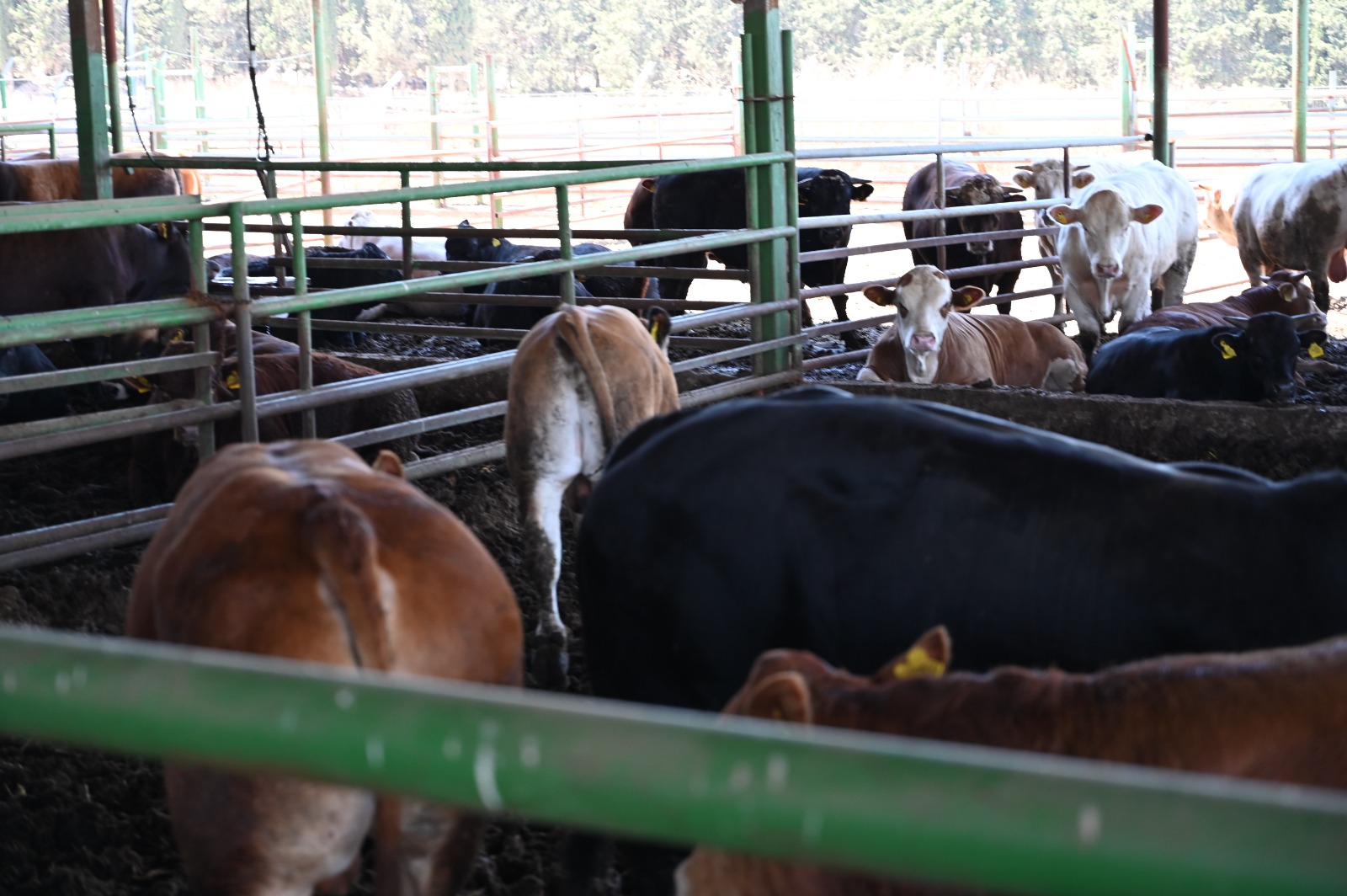 WhatsApp Image 2022-06-30 at 10.41.49 PM (3).jpeg